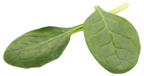 nutricionista