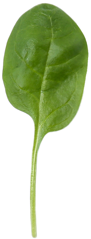 nutricionista