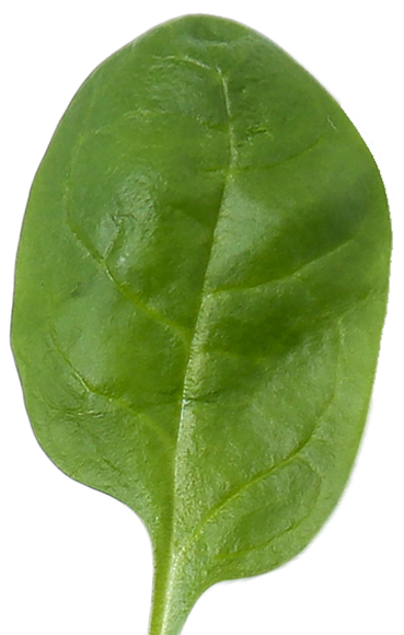 nutricionista